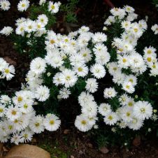 Астра Сноуспрайт С3