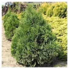 Туя западная Micky (Мики) С2 15-20 см