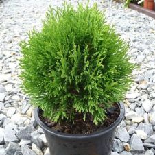 Туя западная Micky (Мики) С2 15-20 см