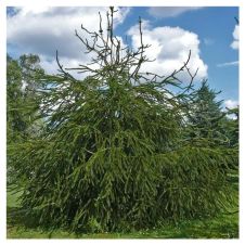 Ель обыкновенная Virgata (Виргата) С5 30-50мм