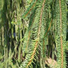 Ель обыкновенная Virgata (Виргата) С5 30-50мм