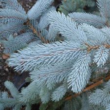 Ель колючая Hoopsii (Хупси) С2 40-60мм