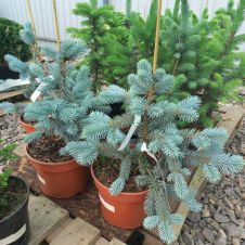 Ель колючая Hoopsii (Хупси) С2 40-60мм