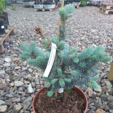 Ель колючая Hoopsii (Хупси) С2 40-60мм