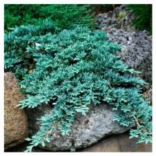 Можжевельник горизонтальный Icee Blue C2 h=30-40 см