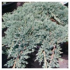 Можжевельник горизонтальный Icee Blue C2 h=30-40 см