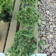 Можжевельник горизонтальный Icee Blue C2 h=30-40 см