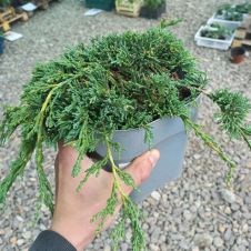 Можжевельник горизонтальный Icee Blue C2 h=30-40 см