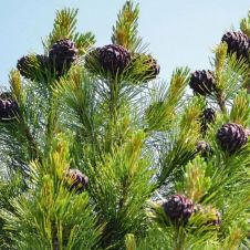Сосна кедровая (кедр сибирский) WRB h=150-180 см