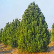 Сосна кедровая (кедр сибирский) WRB h=150-180 см