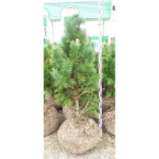 Сосна кедровая (кедр сибирский) WRB h=150-180 см