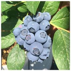 Саженец Голубика Bonus (Бонус)