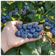 Саженец Голубика Bonus (Бонус)