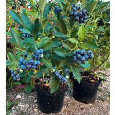 Саженец Голубика Bonus (Бонус)