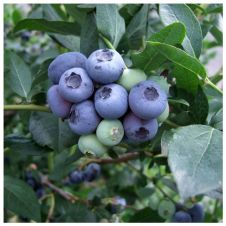 Саженец Голубика Duke (Дюк)