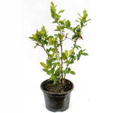 Саженец Голубика Duke (Дюк)