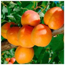 Саженец Абрикос Триумф Северный