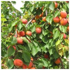 Саженец Абрикос Триумф Северный