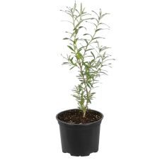 Саженец Облепиха Алей (опылитель) С3