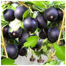 Саженец Крыжовник Черномор