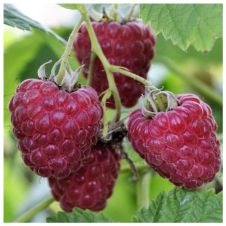 Саженец Малина Гусар