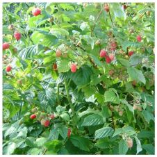 Саженец Малина Гусар