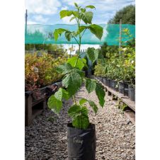 Саженец Малина Гусар