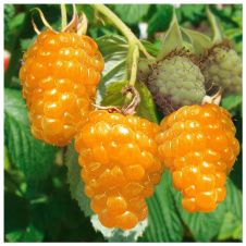 Саженец Малина Желтый гигант