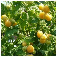 Саженец Малина Желтый гигант