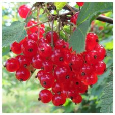 Саженец Смородина красная Натали