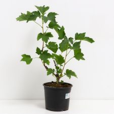 Саженец Смородина красная Натали