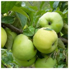Саженец Яблоня Антоновка обыкновенная (100-150 см, 2 года, 7,5 л)