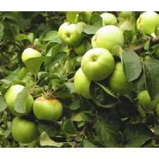 Саженец Яблоня Антоновка обыкновенная (100-150 см, 2 года, 7,5 л)