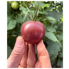 Томат Мерхаба F1 5 шт Семко