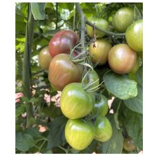 Томат Мерхаба F1 5 шт Семко