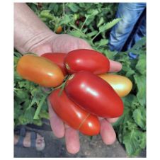 Томат Семко-2005 F1 0,2 г Семко