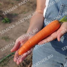 Морковь КРАСА СЕВЕРА F1 0,5 г