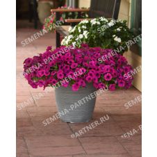 Петуния ШОК ВЭЙВ ДИП ПЁРПЛ F1 5 шт