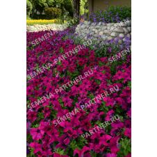 Петуния ШОК ВЭЙВ ДИП ПЁРПЛ F1 5 шт