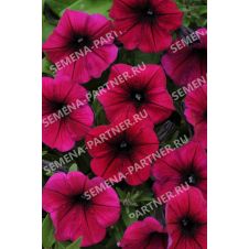 Петуния ШОК ВЭЙВ ДИП ПЁРПЛ F1 5 шт