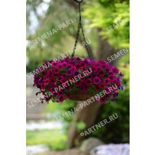 Петуния ШОК ВЭЙВ ДИП ПЁРПЛ F1 5 шт