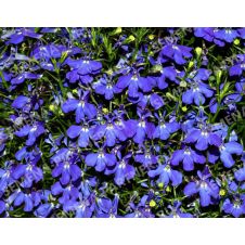 Лобелия ампельная РЕГАТТА МАРИНЕ БЛЮ 10 шт