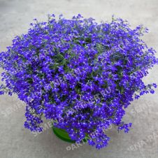 Лобелия ампельная РЕГАТТА МАРИНЕ БЛЮ 10 шт