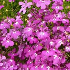 Лобелия каскадная РИВЬЕРА РОУЗ 10 шт