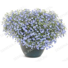 Лобелия каскадная РИВЬЕРА СКАЙ БЛЮ 10 шт