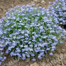 Лобелия каскадная РИВЬЕРА СКАЙ БЛЮ 10 шт