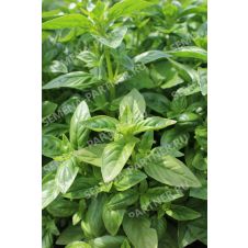 Базилик зеленый Мариан, 1 гр