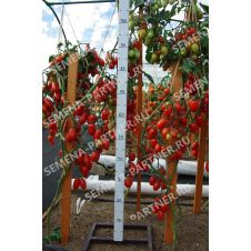 Томат АЛЬФОНС F1 10 шт