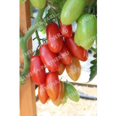 Томат АЛЬФОНС F1 10 шт
