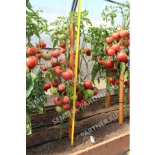 Томат МАЛИНОВЫЙ МУСС F1 10 шт